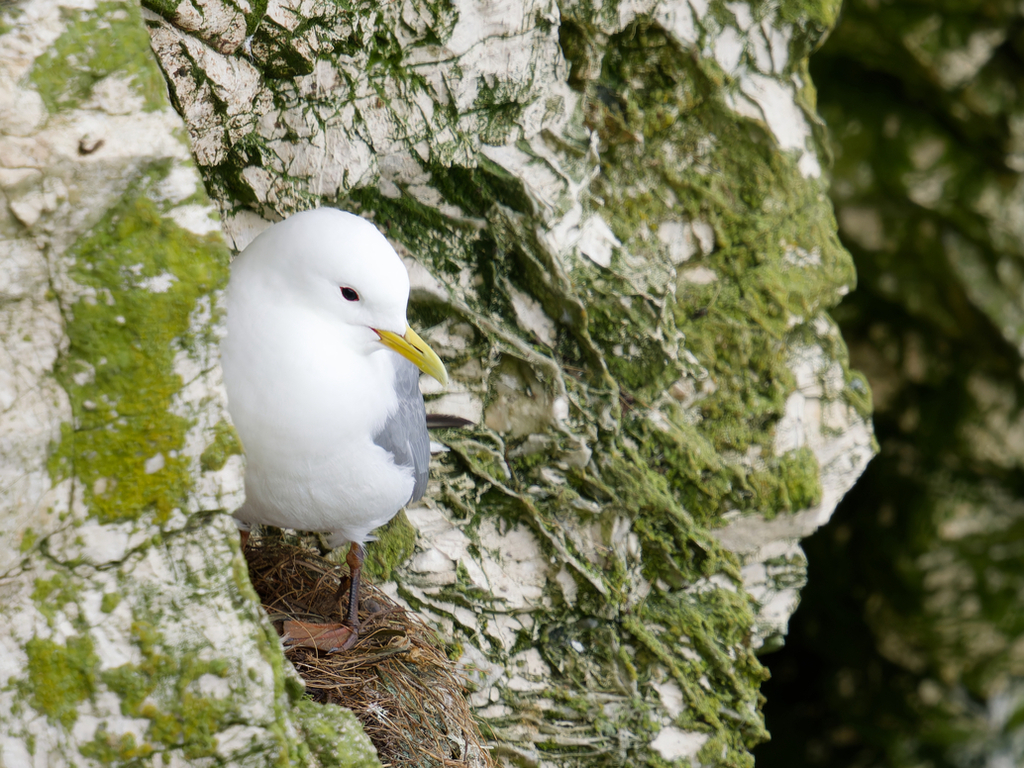 Kittiwake